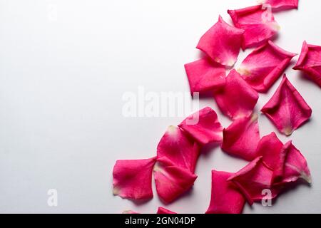 I petali di rosa sono sparsi su una carta bianca come sfondo. Utilizzato fuoco selettivo e spazio di copia nel riquadro per il testo. Foto Stock