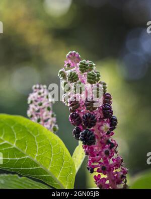 Phytolacca rugosa pianta che cresce in un giardino nel Regno Unito nel mese di settembre Foto Stock