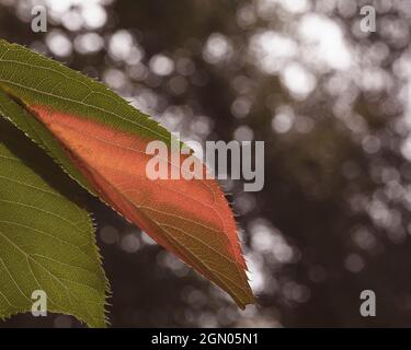 Autunno lasciare girare da verde ad arancione in un giardino inglese Foto Stock