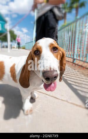 Cucciolo di Bassett Hound che guarda nella macchina fotografica in una piscina all'aperto Foto Stock