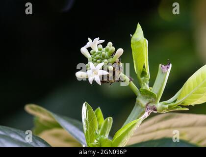 Noni frutta ancora giovane Foto Stock