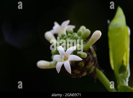 Noni frutta ancora giovane Foto Stock