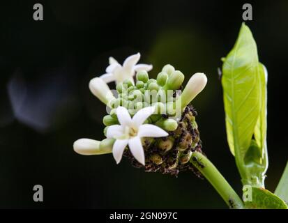 Noni frutta ancora giovane Foto Stock