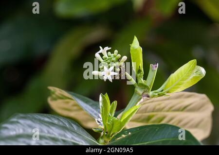 Noni frutta ancora giovane Foto Stock