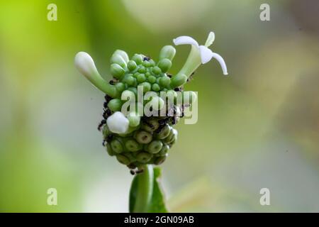 Noni frutta ancora giovane Foto Stock