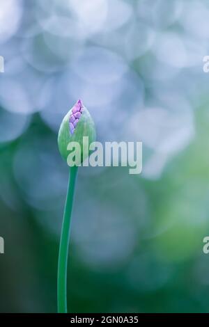 Allium fiore su uno sfondo verde sfocato Foto Stock