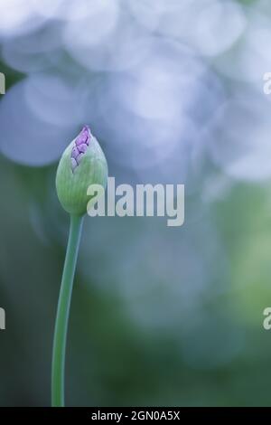 Allium fiore su uno sfondo verde sfocato Foto Stock