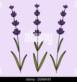 Set di illustrazione vettoriale di elementi di fiori di lavanda. Illustrazioni botaniche di rami di lavanda in elemento di disegno per decorazione, biglietti d'auguri, p Illustrazione Vettoriale