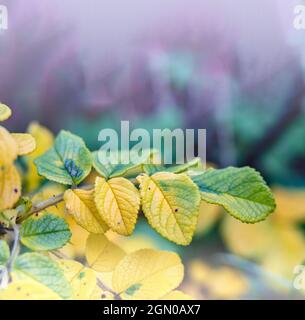 Un ramo con foglie gialle. Sfondo con foglie autunnali. Foglie di autunno giallastro. Foto Stock