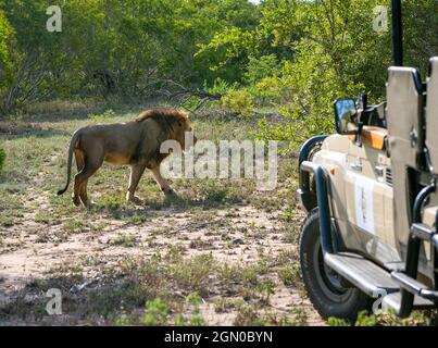 Lion camminando lungo l'auto. Safari in Sud Africa Foto Stock