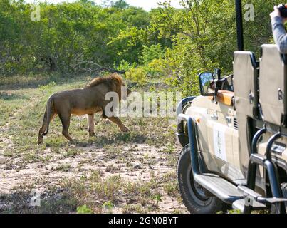 Lion camminando lungo l'auto. Safari in Sud Africa Foto Stock