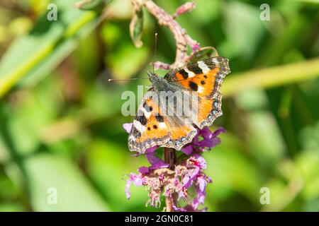 A small tortoiseshell butterfly (Aglais urticae) Stock Photo