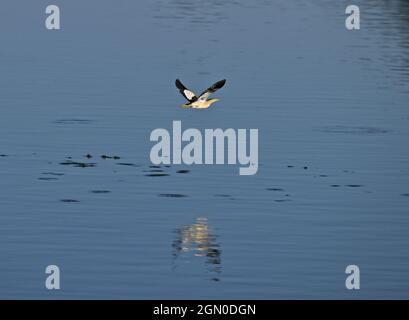 Comune piccolo bittero - Ixobrychus minutus Foto Stock