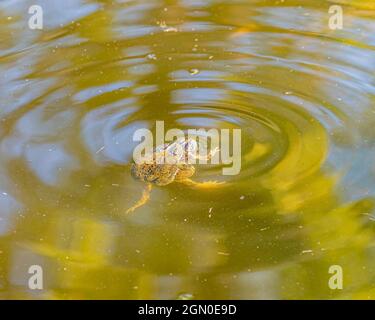 Rane mattanti nel lago Foto Stock