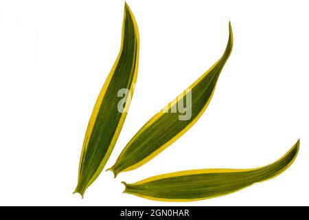 Foglia inferiore Vista di Dracaena reflexa o canzone dell'india in avorio verde e bianco, isolato su sfondo bianco con percorso di taglio Foto Stock