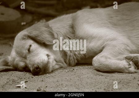 Un cucciolo carino nel sonno profondo sul pavimento. Foto Stock