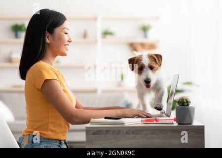 Cane giocoso che aiuta la sua madre a lavorare da casa Foto Stock