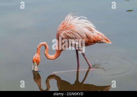 Flamingo sull'isola di Palma dell'arcipelago di San Bernardo, Colombia Foto Stock