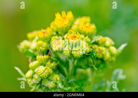 Ragwort comune (senecio jacobaea), primo piano di un gruppo strettamente imballato di germogli di fiori sul punto di apertura. Foto Stock