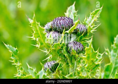 Creeping Thistle (arvense cirsium), primo piano che mostra un gruppo di germogli di fiori in cima alla pianta circondata da foglie di pungente. Foto Stock