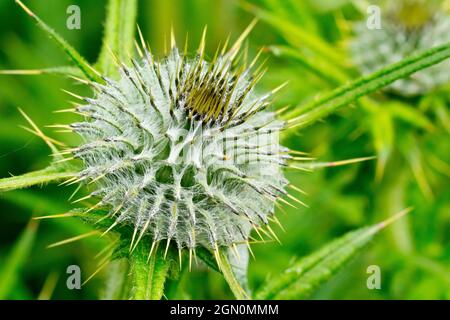 Thistle spear (cirsium vulgare), primo piano dell'impressionante gemma di fiori della pianta. Foto Stock