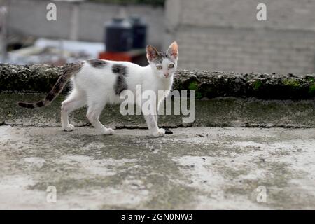 Gattino vagante camminando sul tetto di una casa Foto Stock