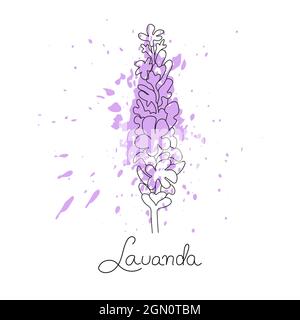 Illustrazione vettoriale della lavanda con spruzzi di vernice viola e lettere. Stile line art. Illustrazione Vettoriale