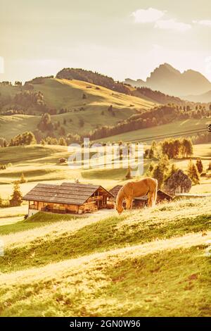 Cavallo all'alba sull'Alpe di Siusi in Alto Adige, Italia, Europa; Foto Stock