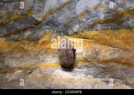 Svernamento (ibernazione) di pipistrelli nelle cave dell'Europa del nord-est. Probabilmente pipistrello di Whiskered (Myotis mystacinus) Foto Stock