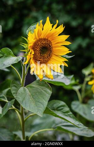 Uno dei girasoli in campo agricolo. Bella sfondo floreale estate su diversi argomenti Foto Stock