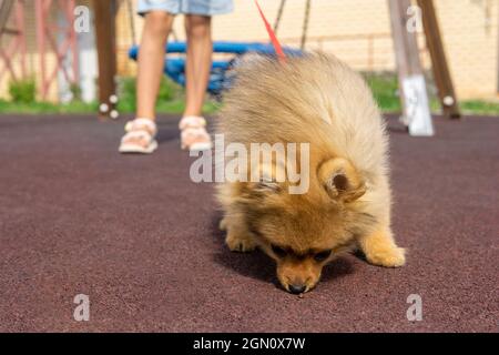 pomeranian cane cucciolo sniffa qualcosa a terra mentre si cammina sul parco giochi con il suo piccolo proprietario Foto Stock