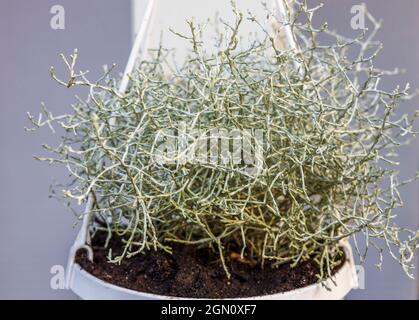 Vista ravvicinata della bella pianta d'argento per la decorazione all'aperto su sfondo verde erba. Foto Stock