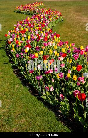 WA19627-00...WASHINGTON - tulipani colorati in un giardino dimostrativo alla RoozenGaarde Bulb Farm nella Skagit Valley. Foto Stock