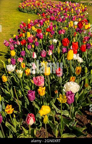 WA19628-00...WASHINGTON - tulipani colorati in un giardino dimostrativo alla RoozenGaarde Bulb Farm nella Skagit Valley. Foto Stock