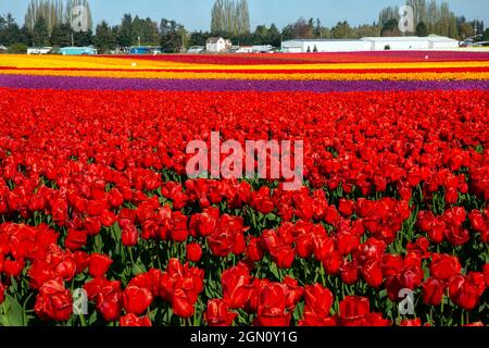 WA19634-00...WASHINGTON - campo colorato di tulipani alla RoozenGaarde Bulb Farm nella Skagit Valleywith Mount Baker in lontananza. Foto Stock