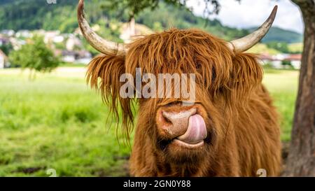 Highland mucca sul prato in valle Kinzig, foresta nera, Germania Foto Stock