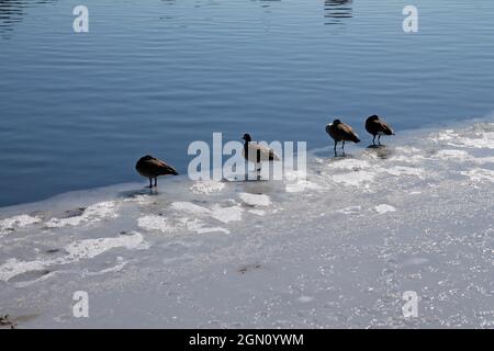 Uccelli che si posano sul serbatoio parzialmente ghiacciato di Central Park a New York City Foto Stock