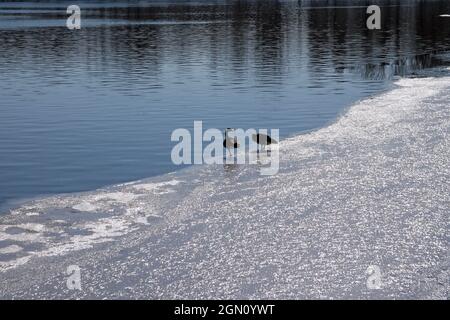 Due anatre che parlano sul lago parzialmente ghiacciato in Central Park a New York City Foto Stock