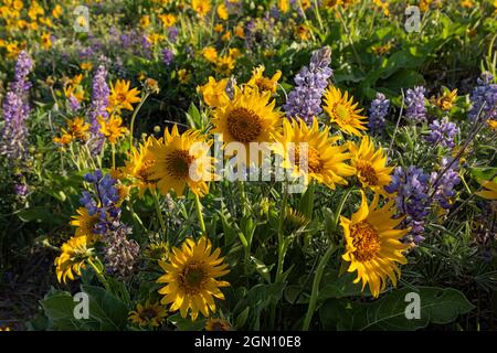 WA19650-00...WASHINGTON - Balsamroot e lupini sulle colline aperte sopra il fiume Columbia alla sezione Dalles Mountain Ranch della Columbia Hills state Pa Foto Stock