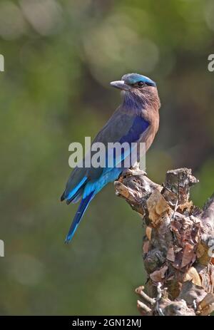 Rullo indiano (Coracias bengalensis affinis) adulto arroccato su albero morto Arunachal Pradesh, India Febbraio Foto Stock