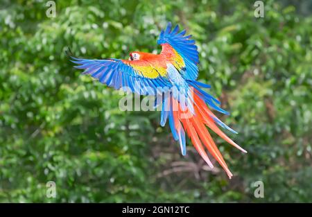Scarlet Macaw (Ara macao) in volo, Parco Nazionale di Corcovado, Costa Rica Foto Stock