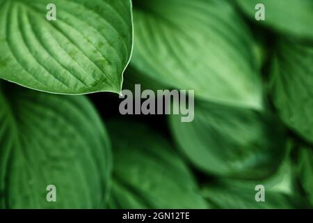 Hosta plantaginea nel giardino. Le foglie naturali background.Green di piante ornamentali.. Foto di alta qualità Foto Stock