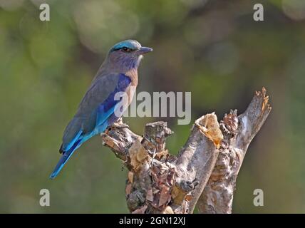 Rullo indiano (Coracias bengalensis affinis) adulto arroccato su albero morto Arunachal Pradesh, India Febbraio Foto Stock