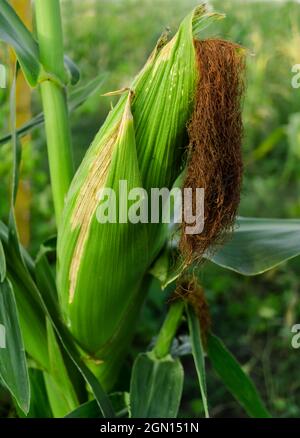 Mais giovane con una testa di cavolo matura sul tronco di una pianta in un campo su uno sfondo di vegetazione verde Foto Stock
