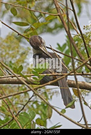 Sri Lanka Gray Hornbill (Ocyceros gingalensis) femmina adulta arroccata su preening di ramo (Sri Lanka endemico) Kitulgala, Sri Lanka Dicembre Foto Stock