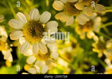 Macro fotografia di delicati fiori di camomilla in una luce dorata Foto Stock