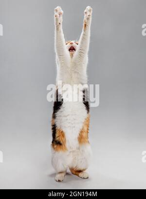 Studio ritratto di un gatto calico in piedi su due gambe con le braccia sollevate e bocca aperta. Foto Stock