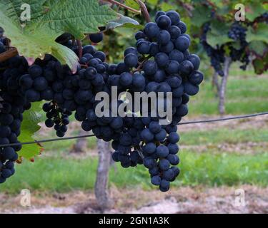 mazzo di uve da vino viola scuro Foto Stock