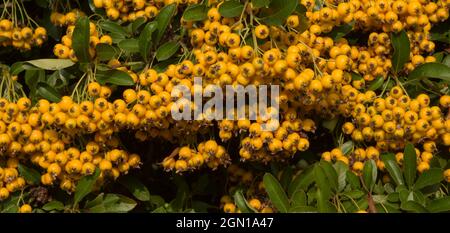 il bagliore arancione delle bacche di pyracantha Foto Stock