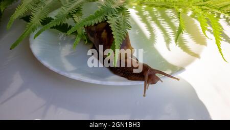 Una grande lumaca di akhatina striscia su un piatto. Foto Stock